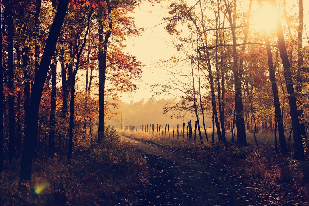 Photo fall colors
